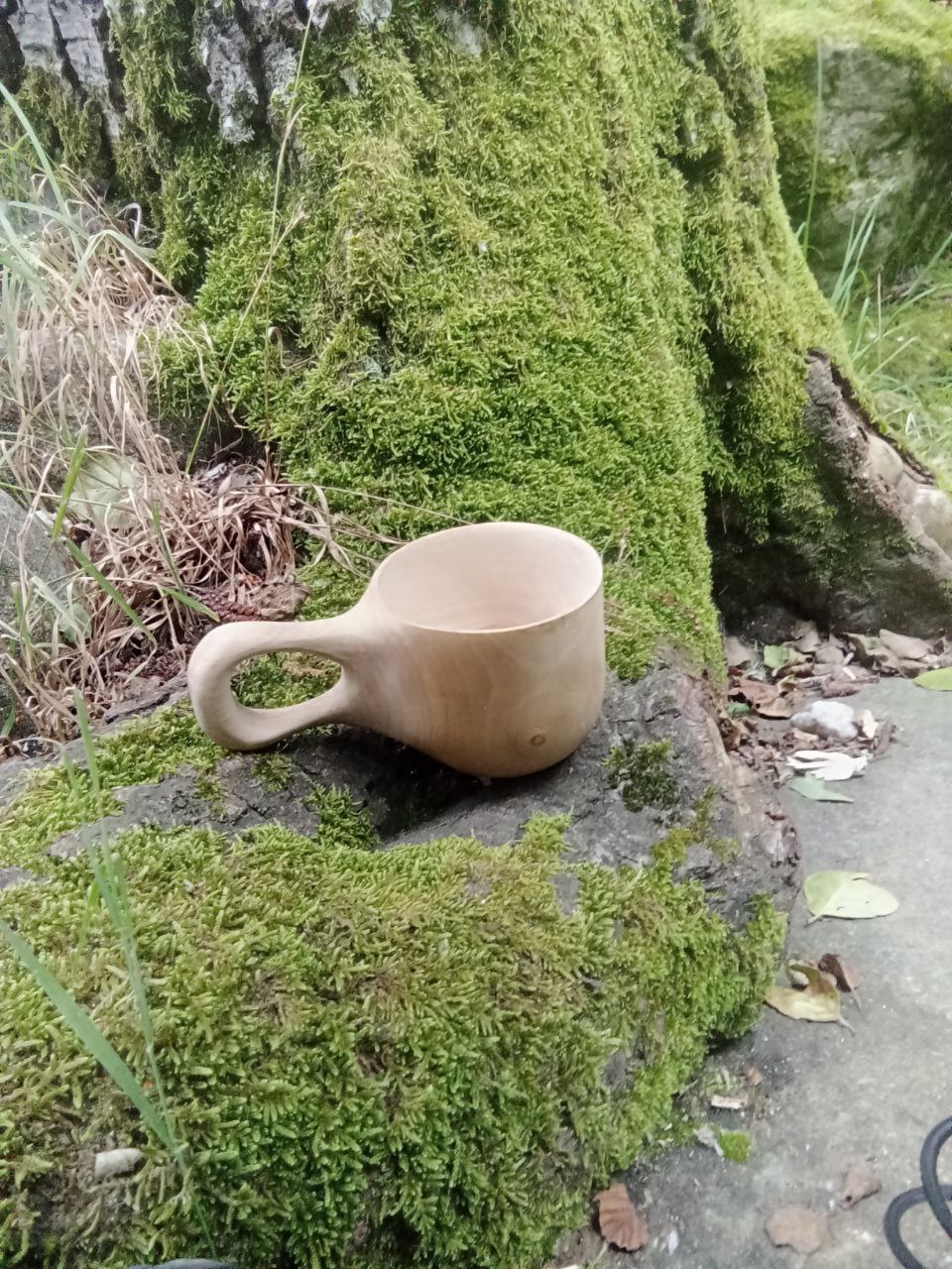 Kuksa en raíces musgosas